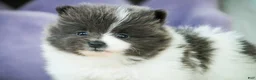 Pomeranian dogs for sale: Treasure - Ad 6