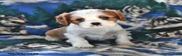 Cavalier King Charles Spaniel dogs for sale: Grace - Ad 1