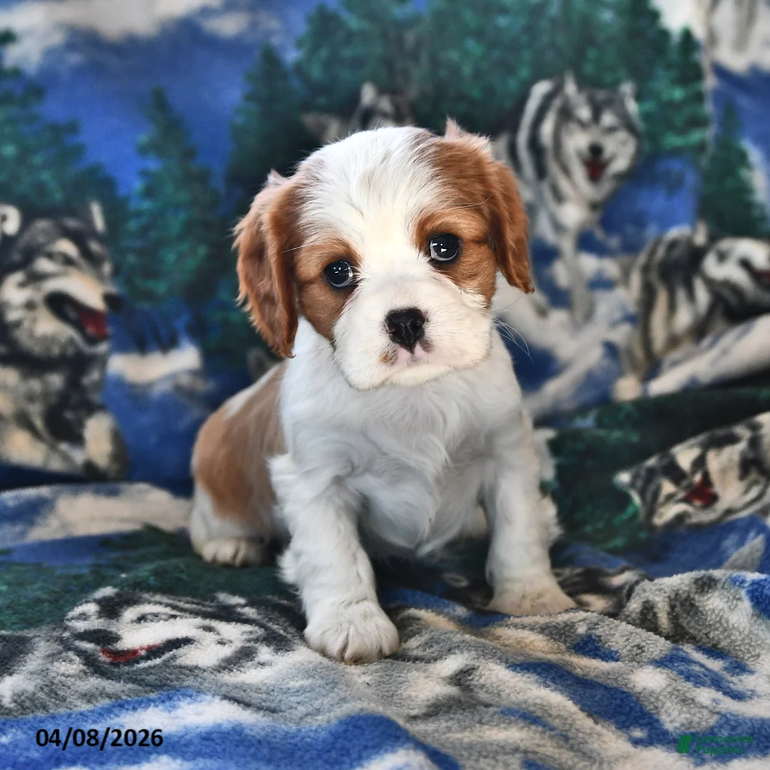 Cavalier King Charles Spaniel dogs for sale: Grace - Ad 1