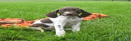 German Shorthaired Pointer dogs for sale: Spotty - Ad 1