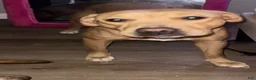 American Pit Bull Terrier dogs for sale: American Pit Bull Terrier 1 - Ad 4