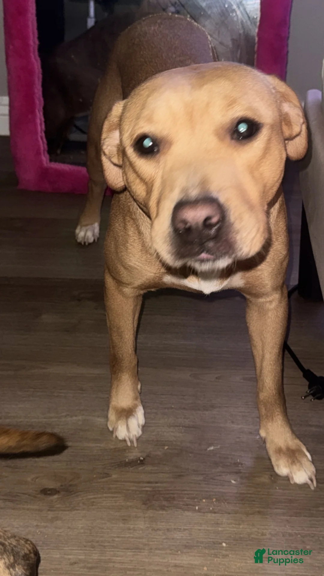 American Pit Bull Terrier dogs for sale: American Pit Bull Terrier 1 - Ad 4