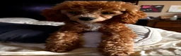 Toy Poodle dogs for sale: Toy Poodle 4 - Ad 2