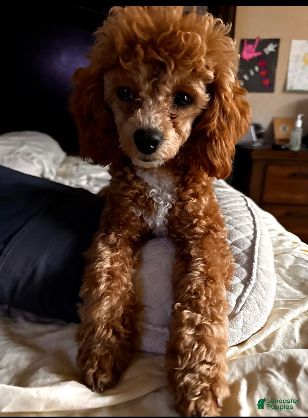 Toy Poodle dogs for sale: Toy Poodle 4 - Ad 2