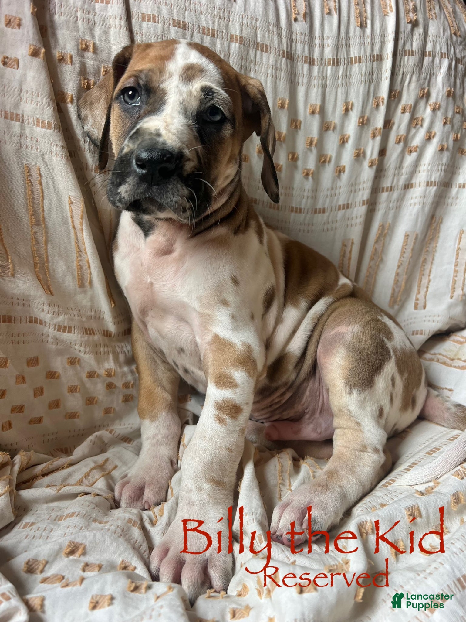 Great Dane dogs Billy the kid - Ad 15