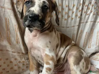 Great Dane dogs Billy the kid - Ad 15