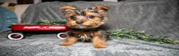Yorkshire Terrier dogs for sale: Sasha - Ad 2