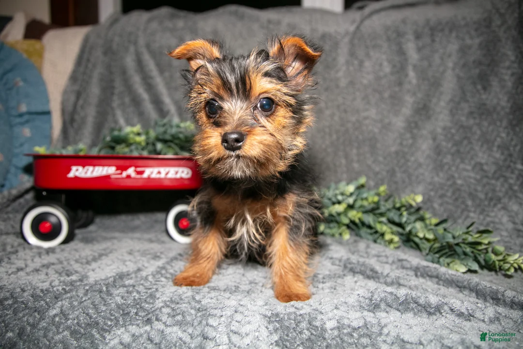 Yorkshire Terrier dogs for sale: Sasha - Ad 2