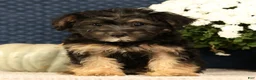 Yorkiepoo dogs for sale: Lonas - Ad 4