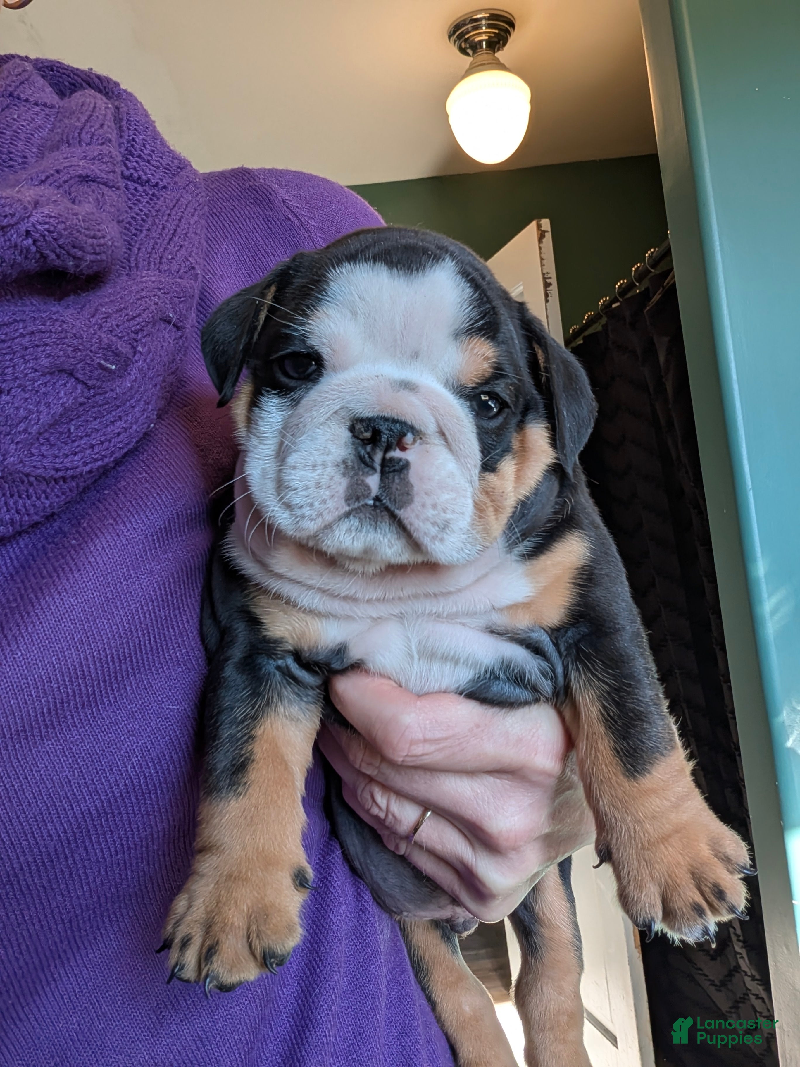 English Bulldog dogs Ross - Ad 38