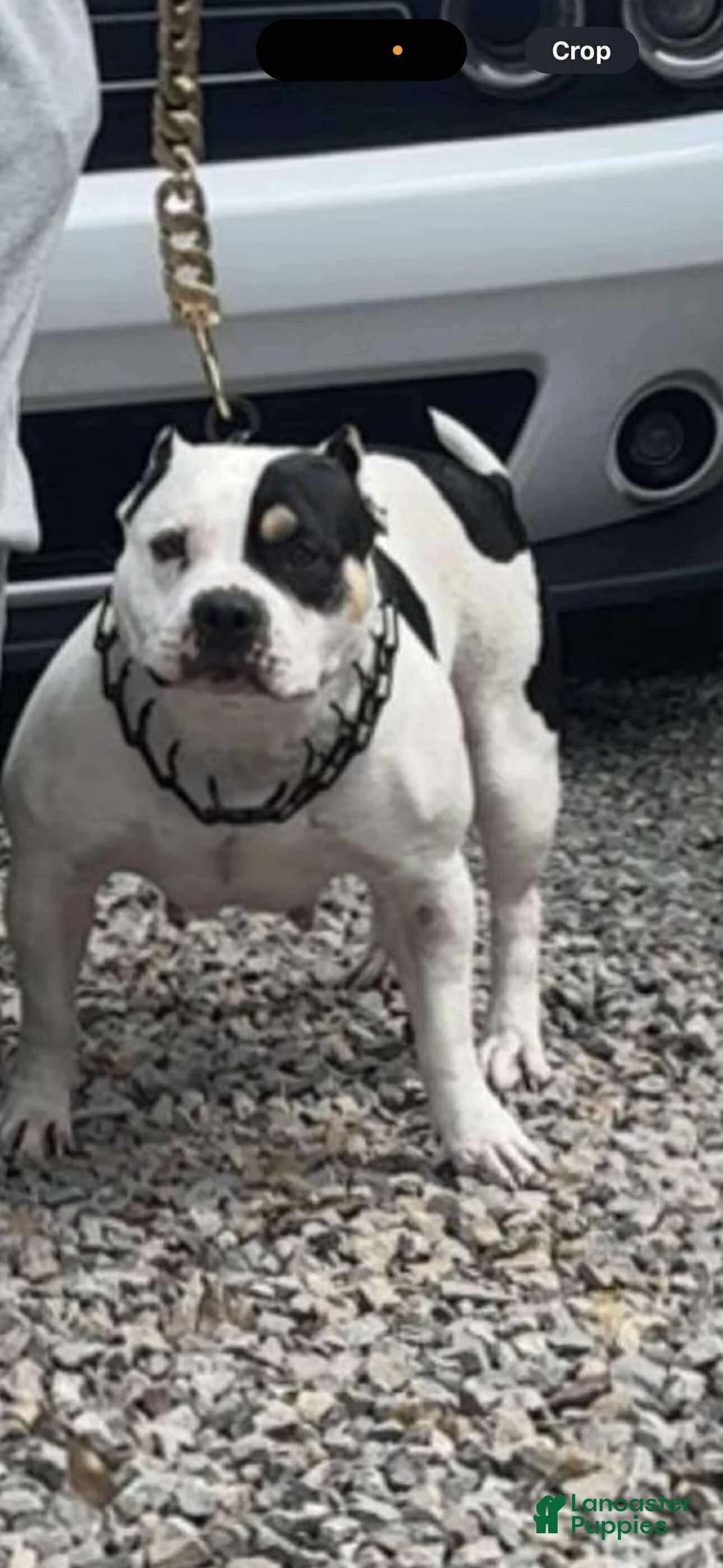 American Bully dogs for sale: American Bully Puppy 1 - Ad 8