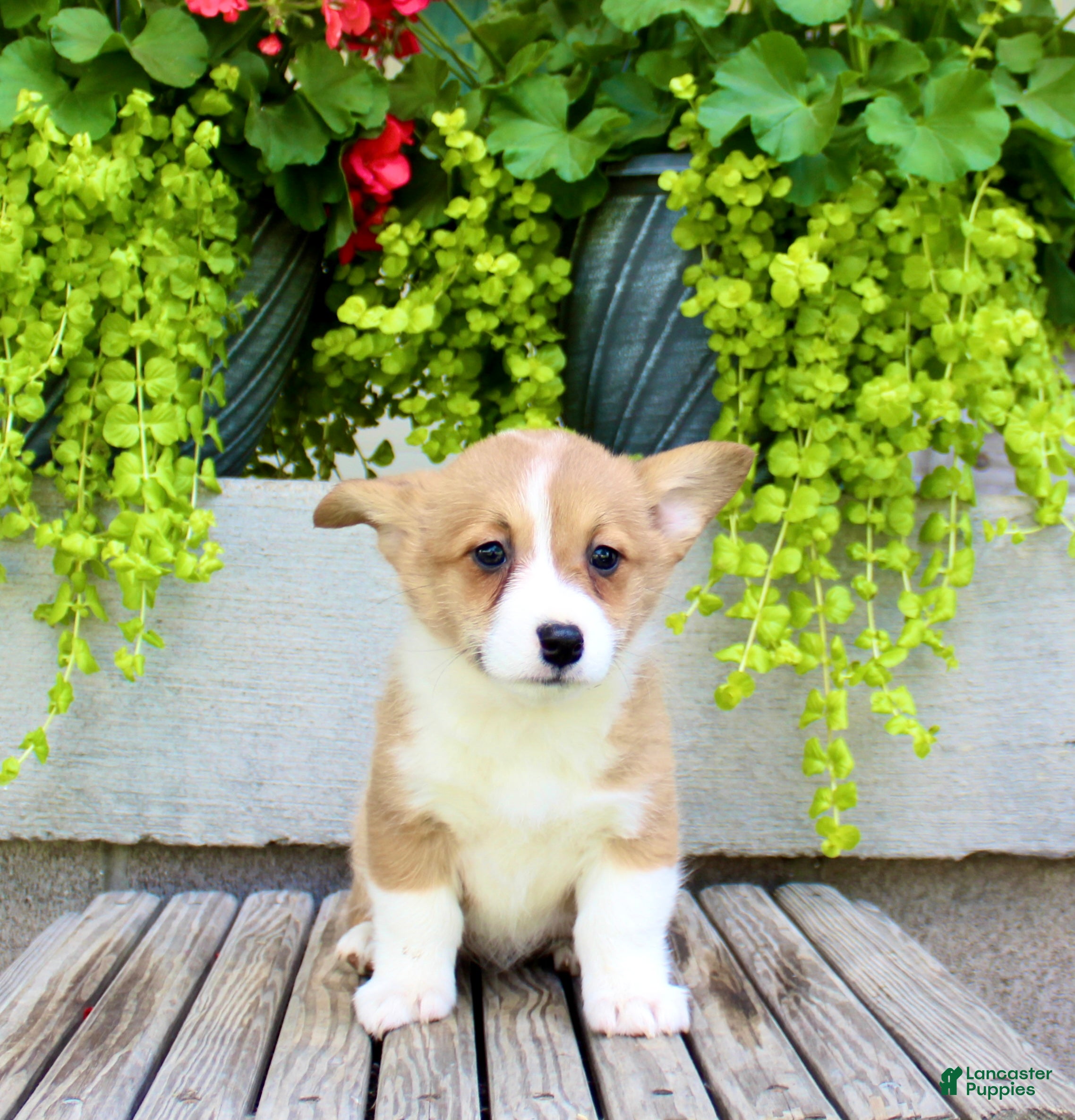 Welsh Corgi Pembroke dogs Rose - Ad 1