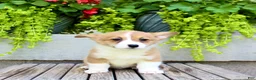 Welsh Corgi Pembroke dogs for sale: Rose - Ad 1