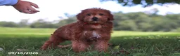 Yochon dogs for sale: Lucky - Ad 3