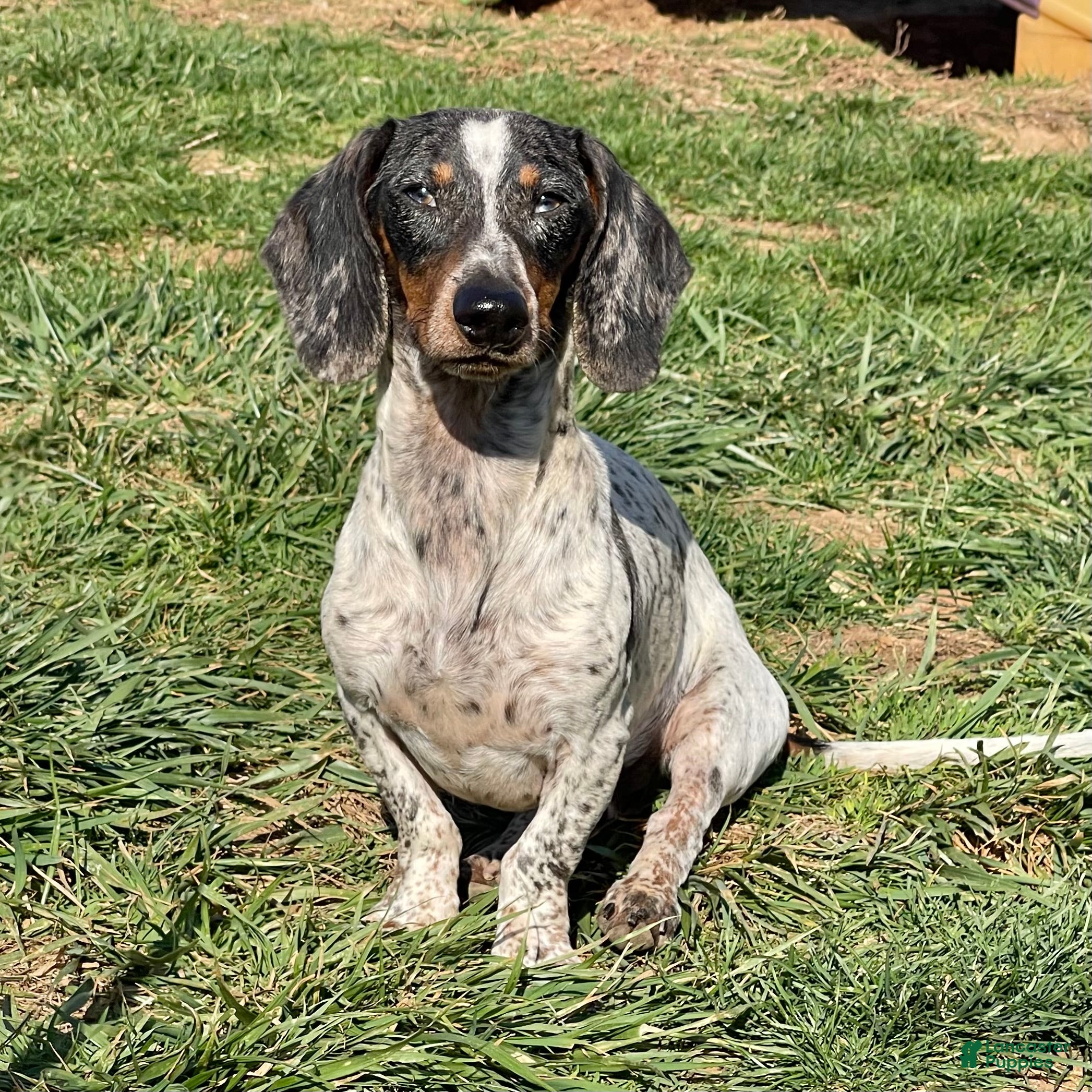 Dachshund dogs Dixon - Ad 19