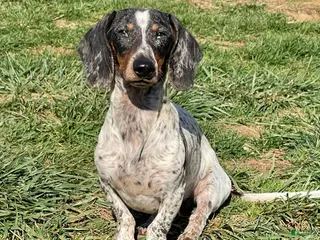 Dachshund dogs Dixon - Ad 26