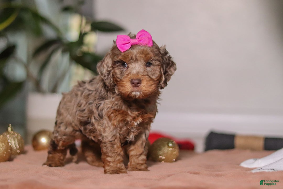 Cockapoo dogs for sale: Ivy - Ad 4
