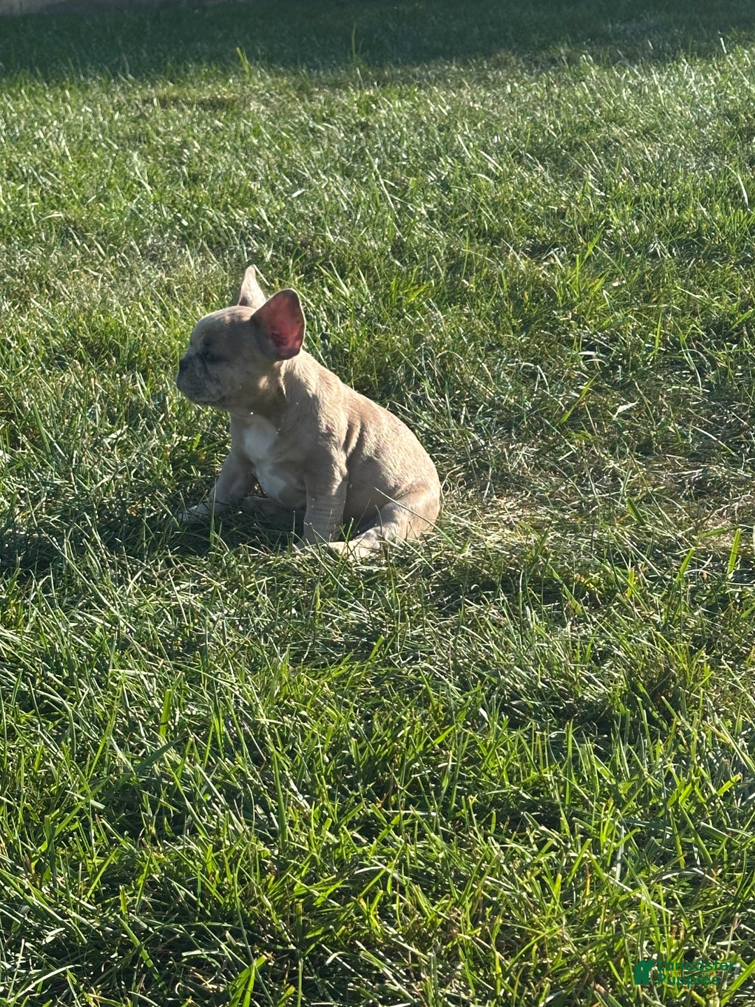 French Bulldog dogs for sale: Trina - Ad 8