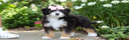 Mini Bernedoodle dogs for sale: LuLu - Ad 5