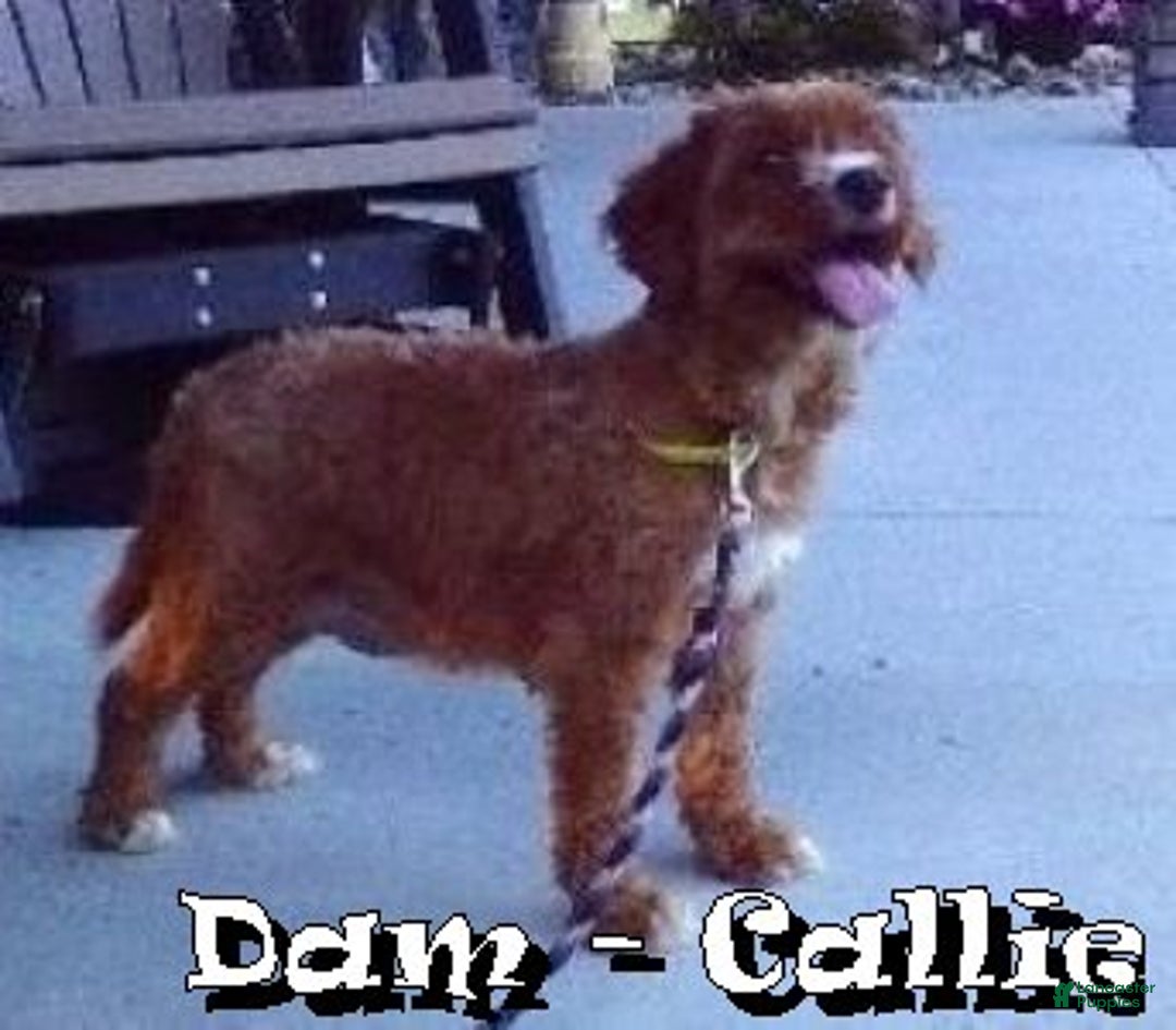 Cavapoo dogs for sale: Abbigail - Ad 10