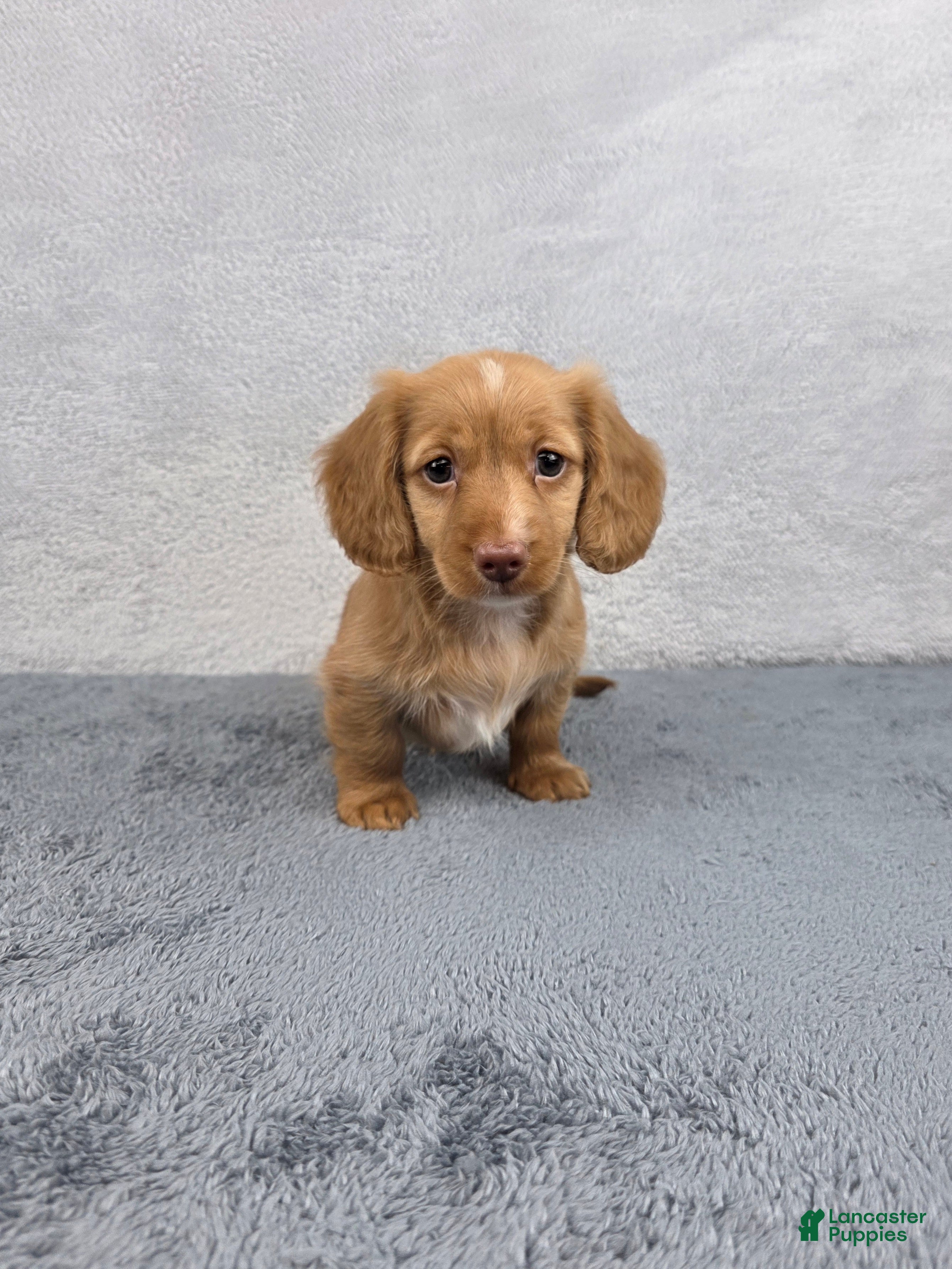 Miniature Dachshund dogs Ivy - Ad 1