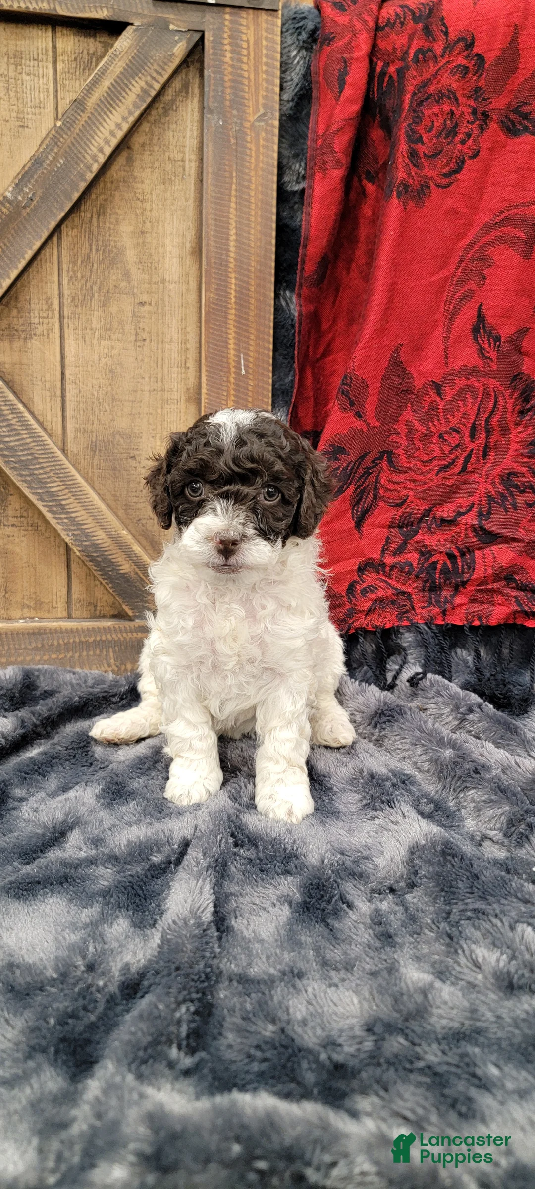 Cockapoo dogs for sale: Sally - Ad 1