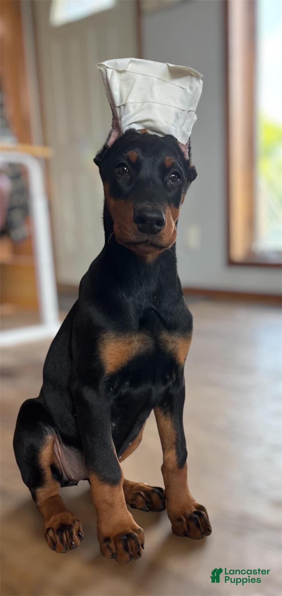 Doberman Pinscher dogs Female 2 - Ad 20