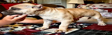 American Bully Puppy 8