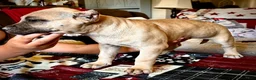 American Bully dogs for sale: American Bully Puppy 8 - Ad 1