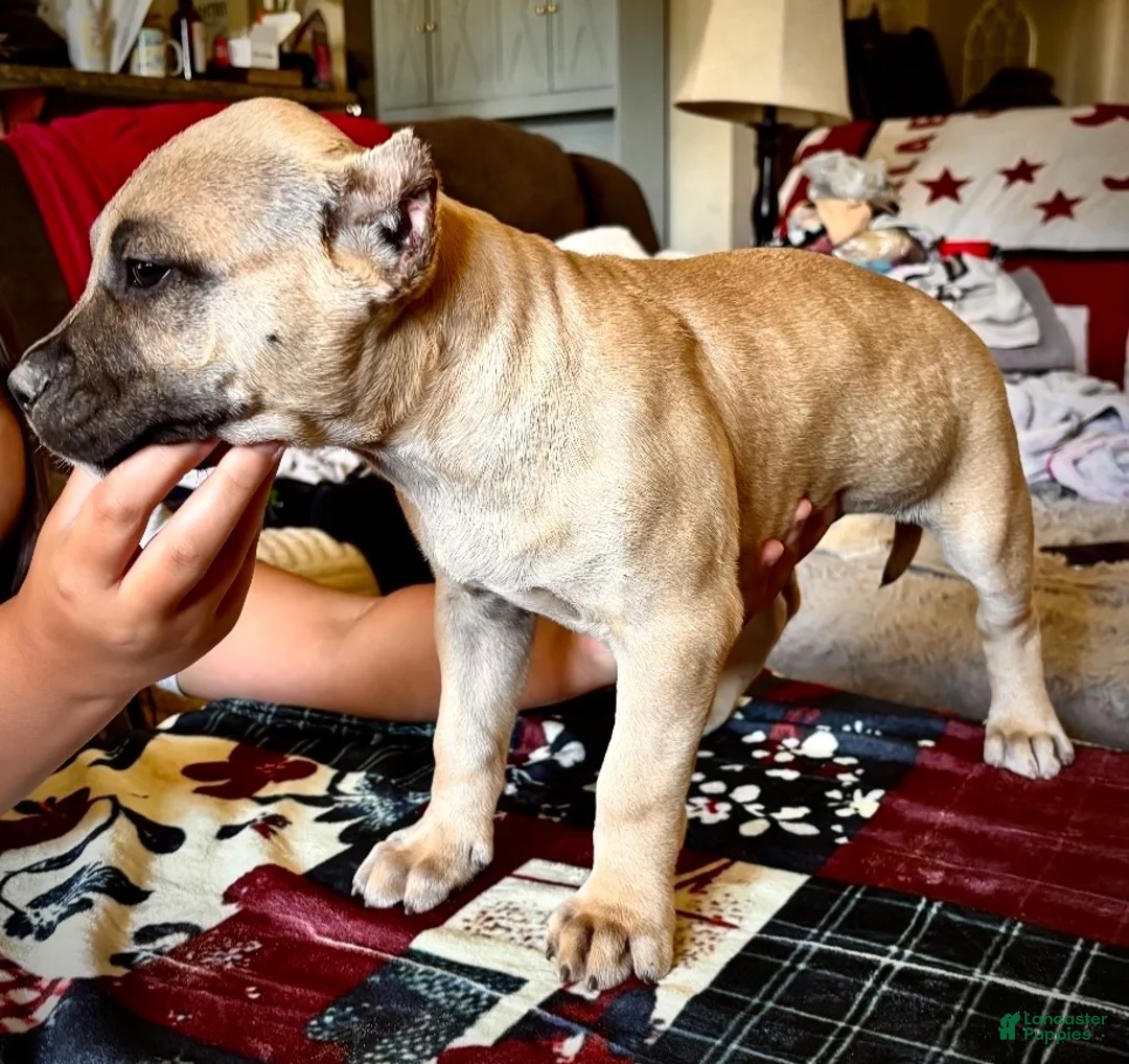 American Bully dogs for sale: American Bully Puppy 8 - Ad 1