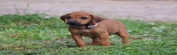 Rhodesian Ridgeback dogs for sale: Gunnar - Ad 4