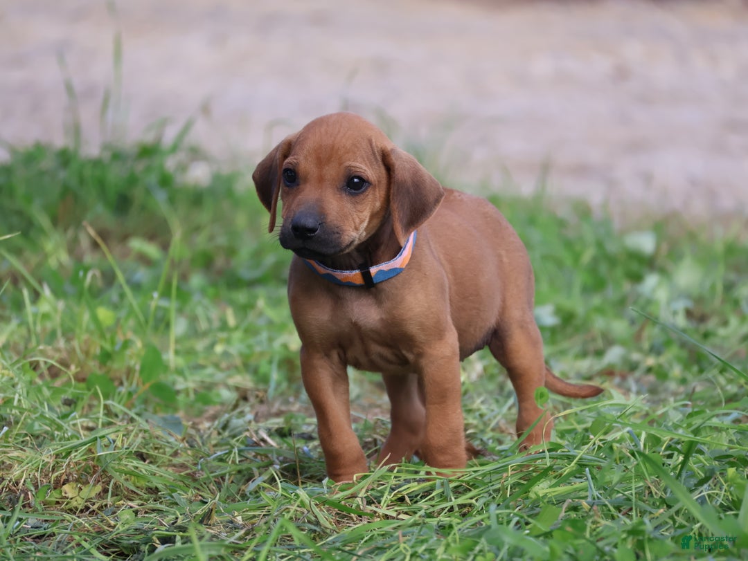 Rhodesian Ridgeback dogs for sale: Gunnar - Ad 4