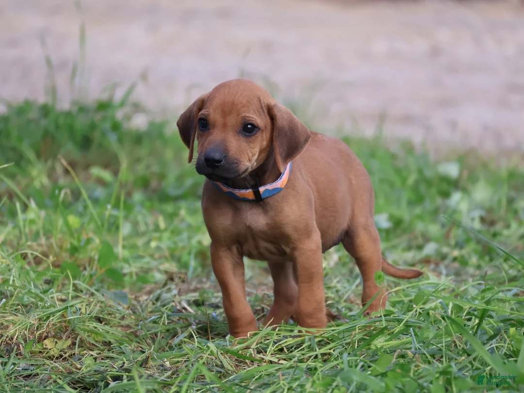 Rhodesian Ridgeback dogs for sale: Gunnar - Ad 4