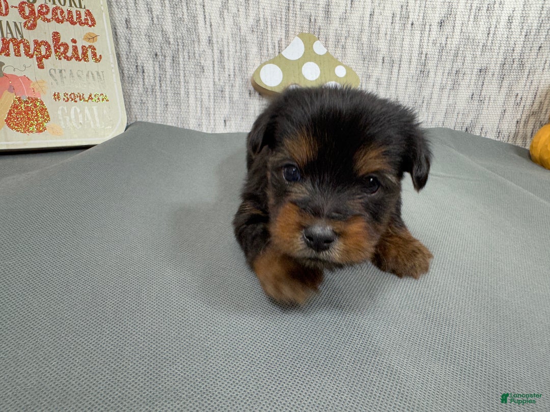 Yorkshire Terrier dogs for sale: Yorkshire Terrier Puppy 1 - Ad 4