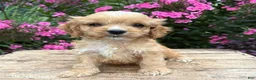 Cockapoo dogs for sale: Brady - Ad 2
