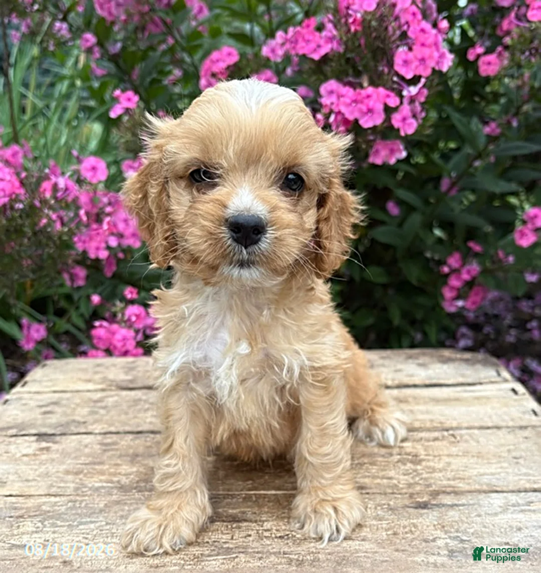 Cockapoo dogs for sale: Brady - Ad 2