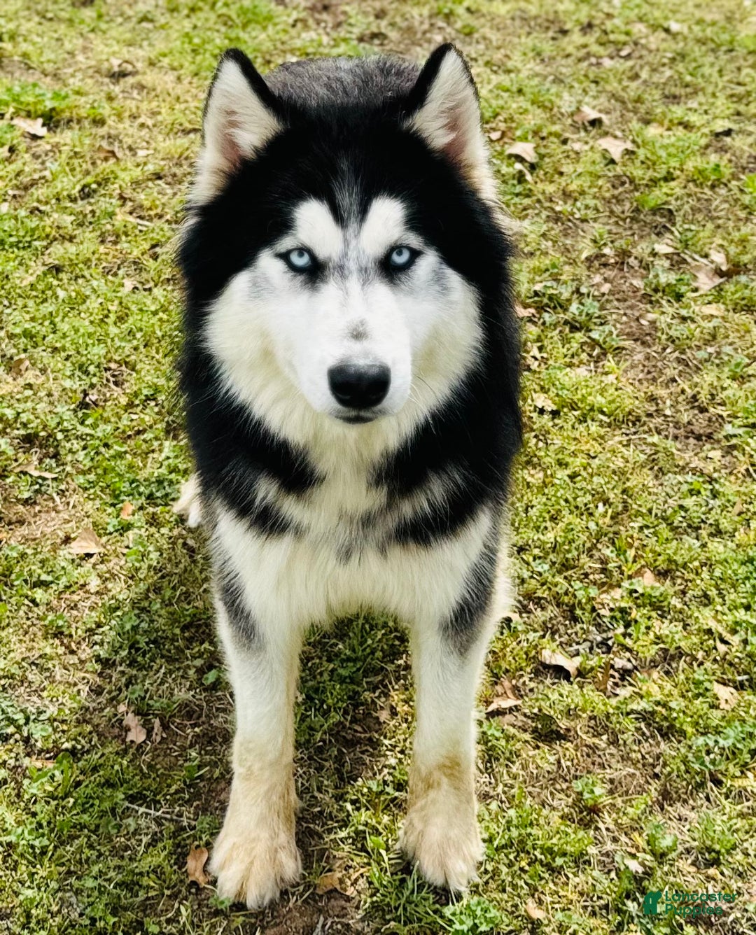 Siberian Husky dogs for sale: Siberian Husky Puppy 1 - Ad 16