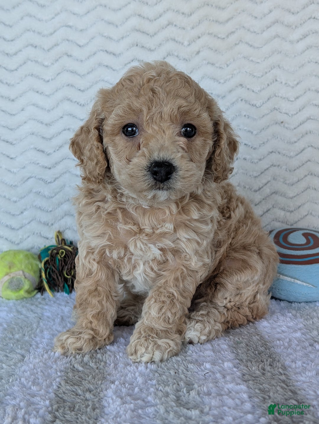 Bichpoo dogs for sale: Dasiy - Ad 13