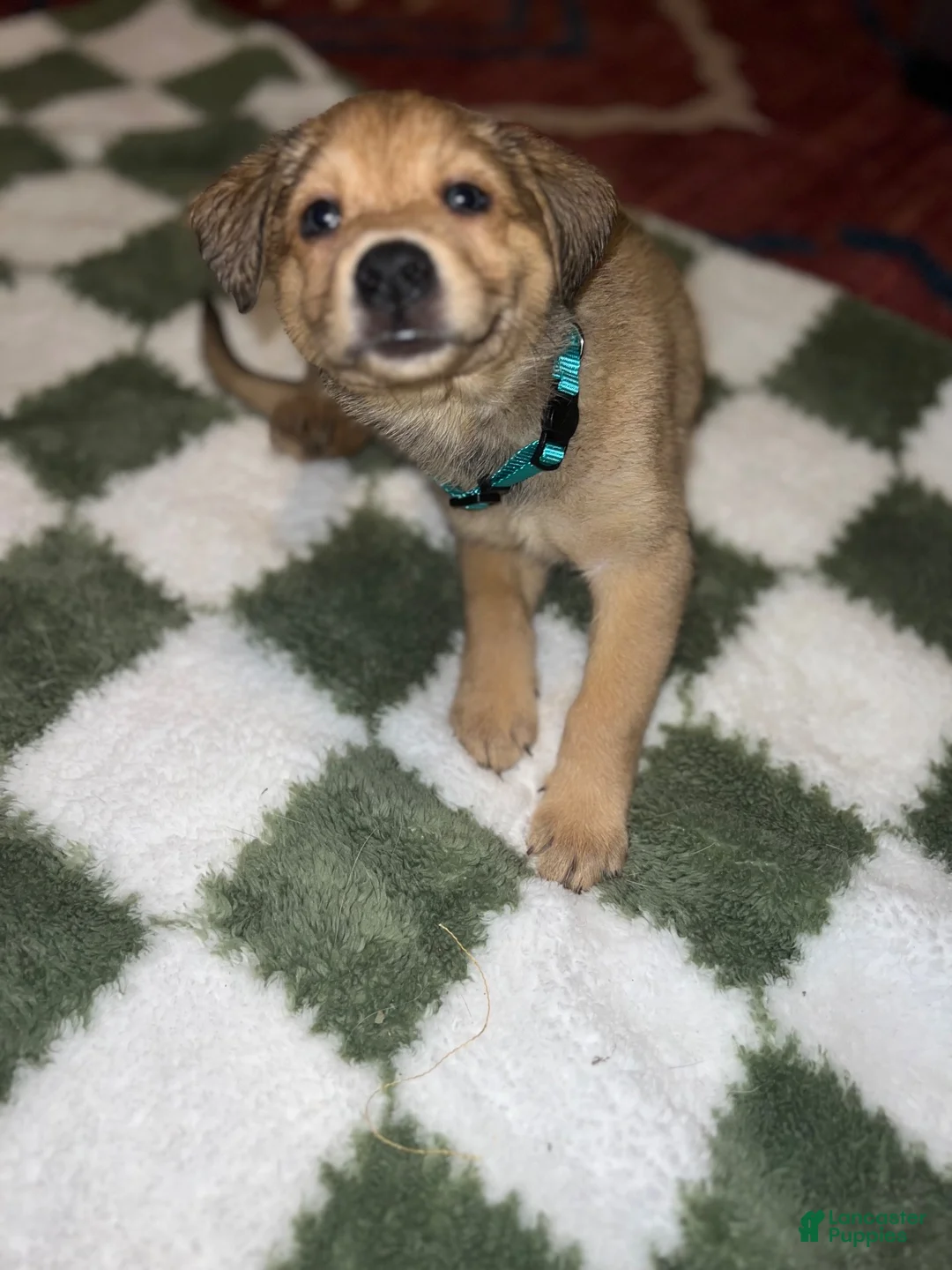 Mixed Breed dogs for sale: Mixed Breed 5 - Ad 2