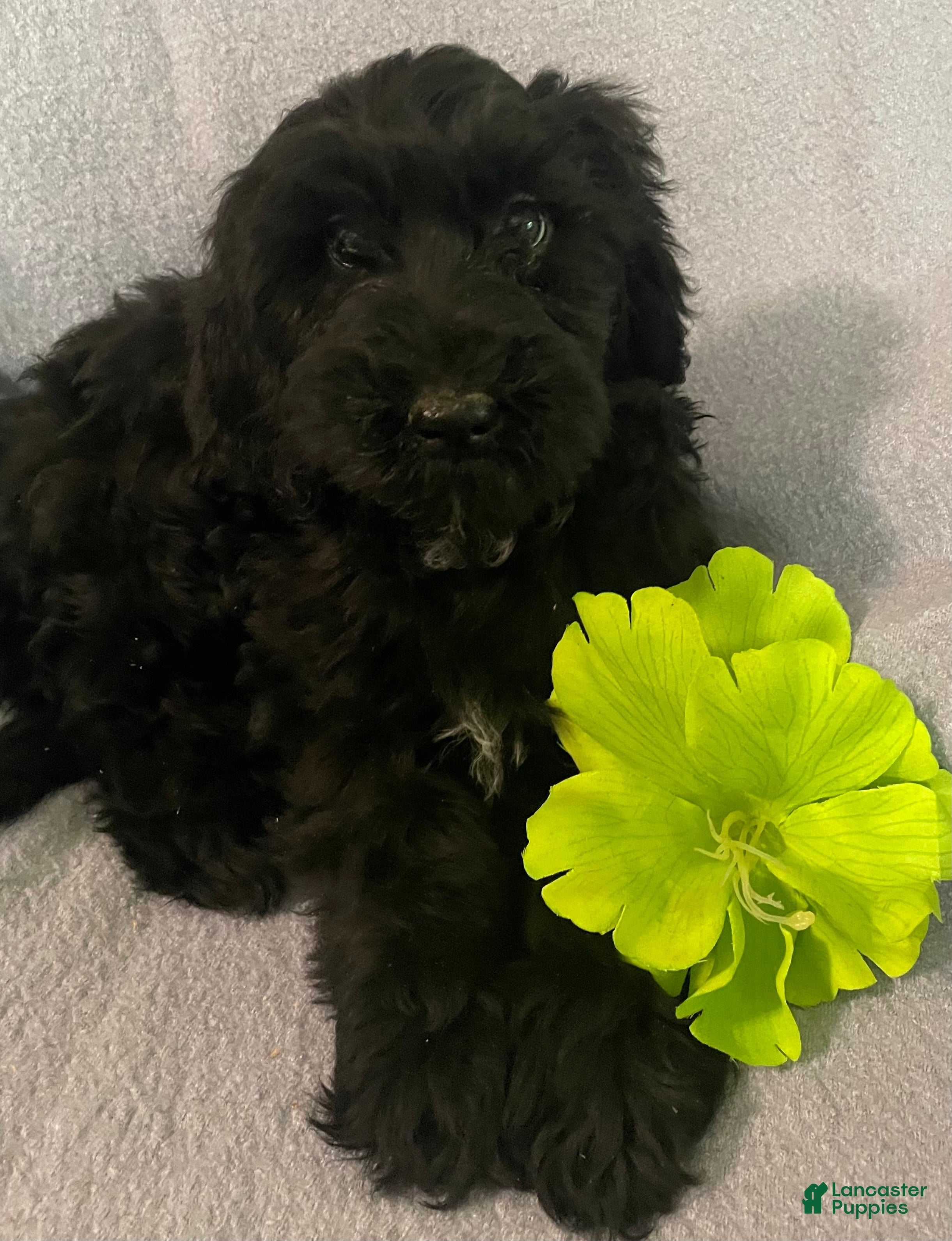 Bernedoodle dogs Mandy - Ad 1