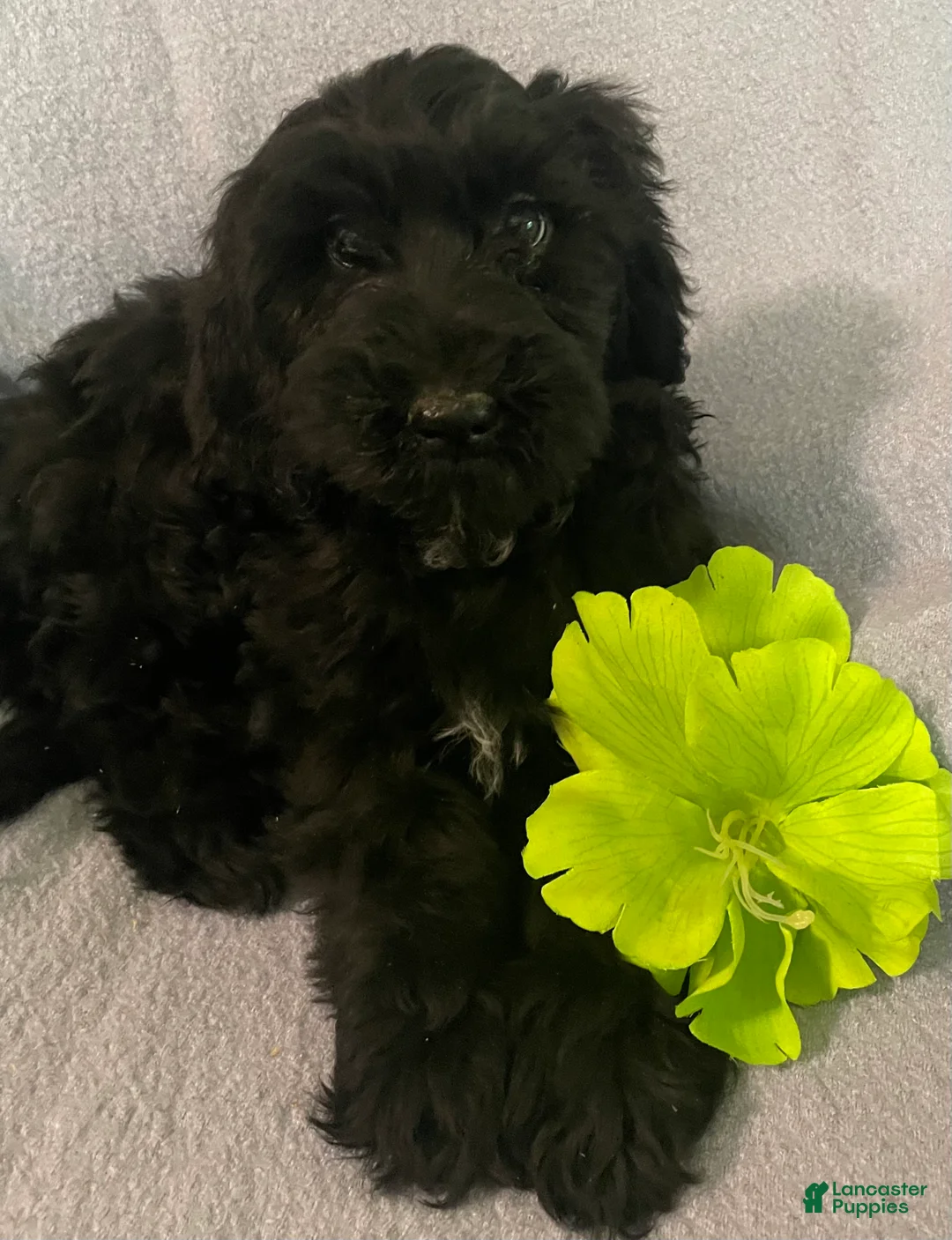 Bernedoodle dogs for sale: Mandy - Ad 1