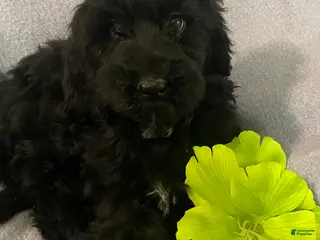 Bernedoodle dogs for sale: Mandy - Ad 2