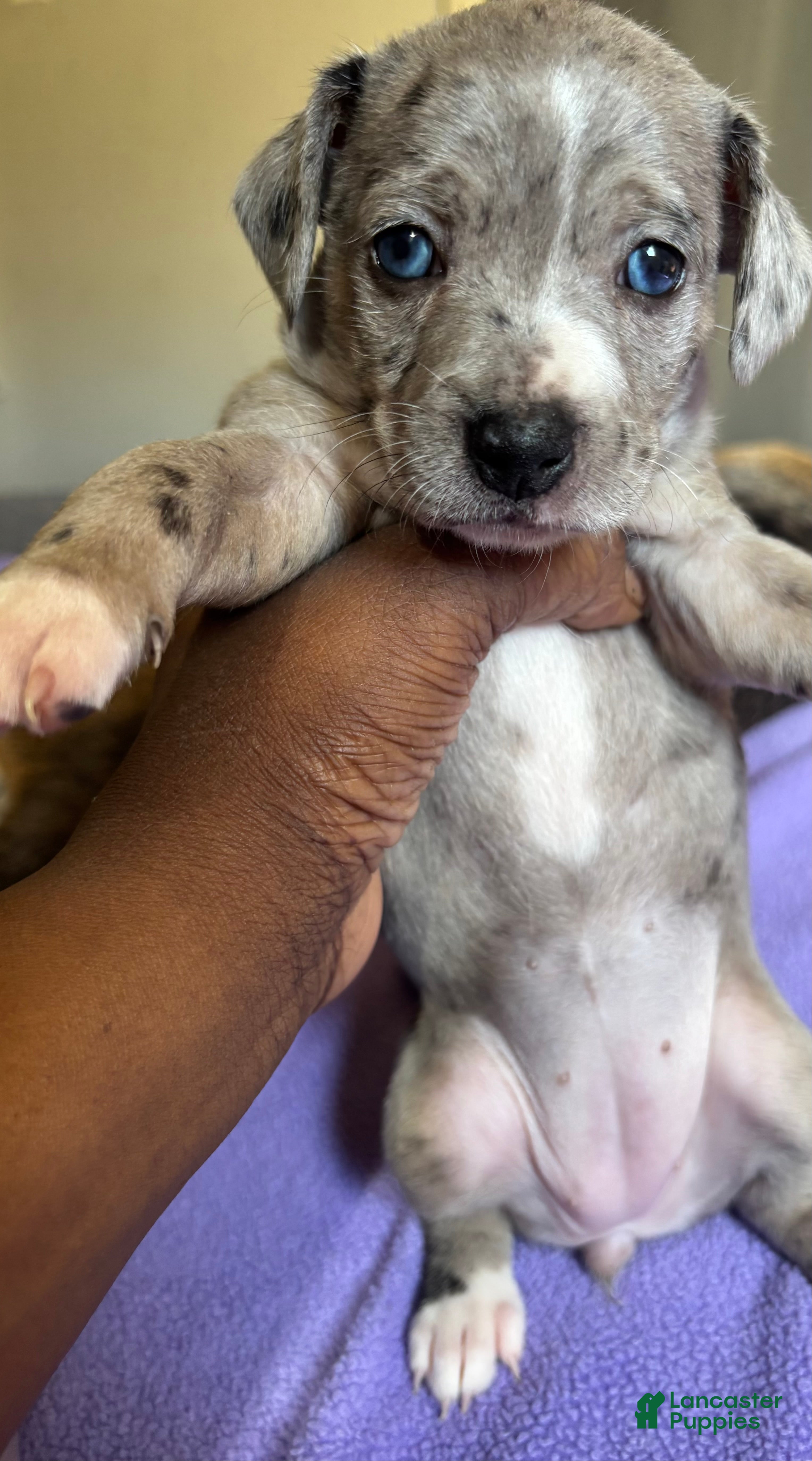 Jack Chi dogs Jack Chi Puppy 4 - Ad 4