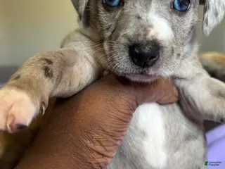 Jack Chi dogs Jack Chi Puppy 4 - Ad 4