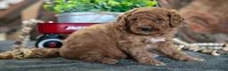 Miniature Poodle dogs for sale: Oliver - Ad 3