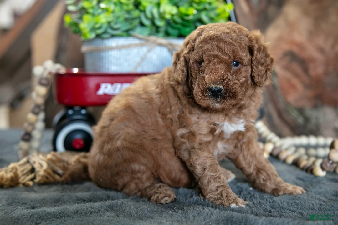 Miniature Poodle dogs for sale: Oliver - Ad 3