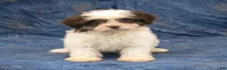 Havanese dogs for sale: Rachel - Ad 2