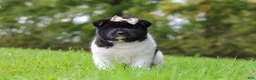 Akita dogs for sale: Skye - Ad 3