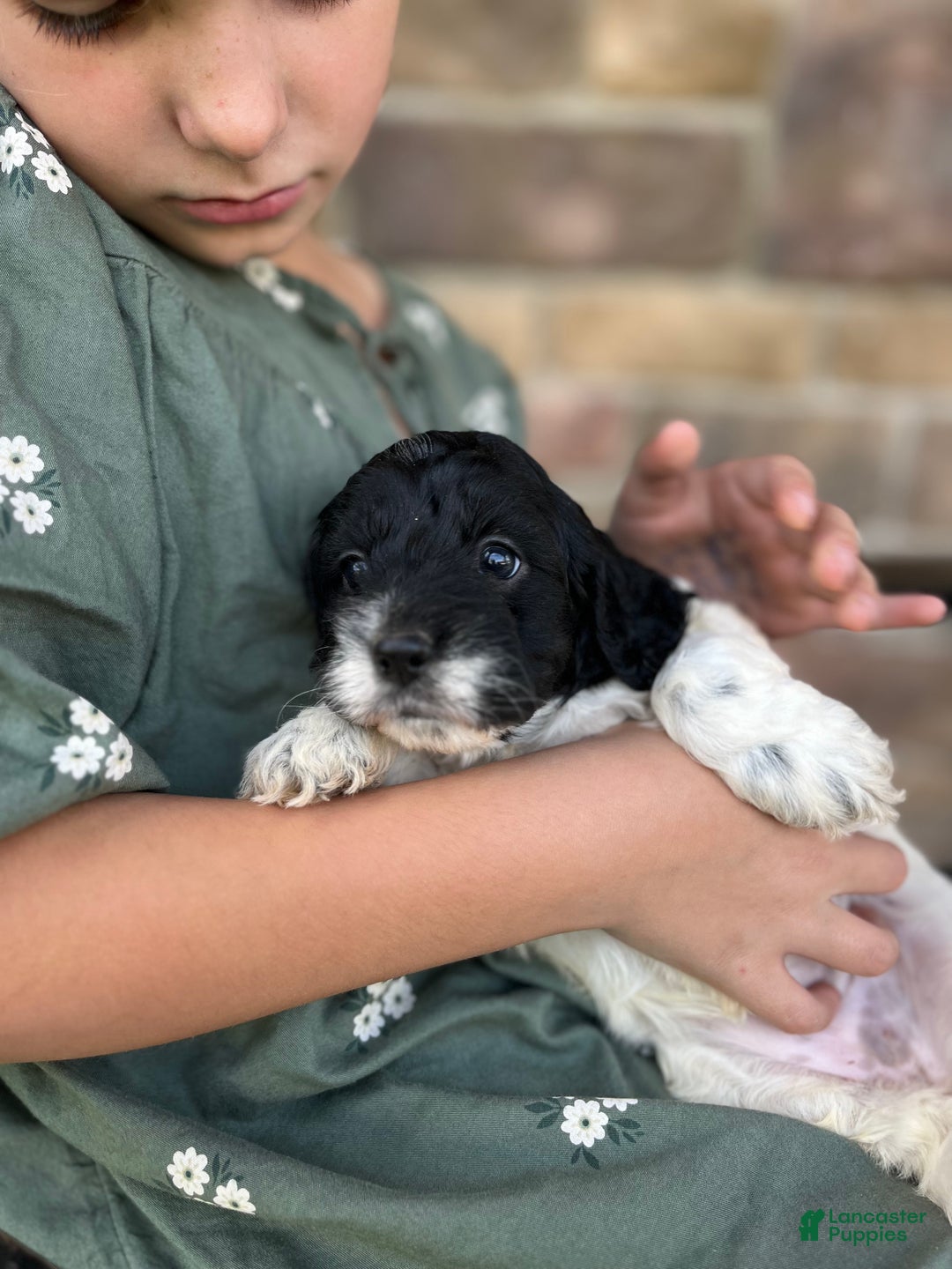 Cockapoo dogs for sale: Joy - Ad 3