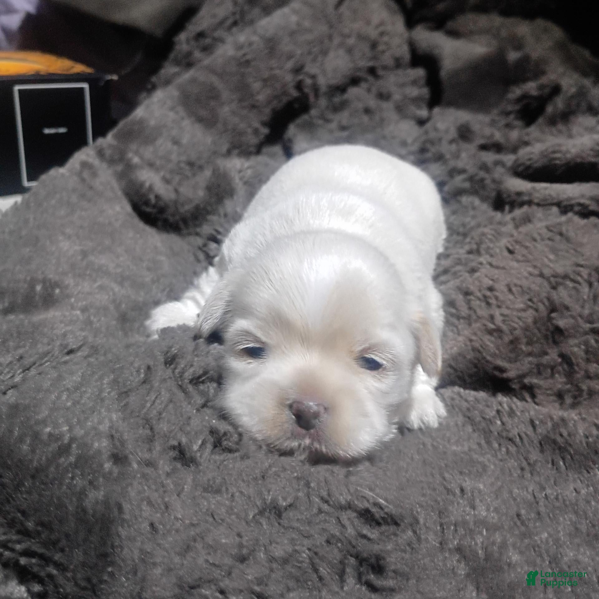Mixed Breed dogs ShiChi - Ad 39